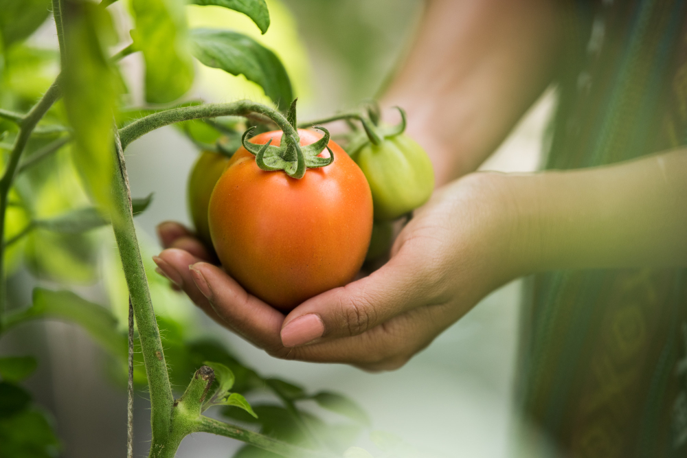 Agricoltura condivisa, via al progetto 'I Giardini del Benessere - Coltivare sociale'