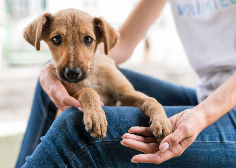 Rispetto e tutela del benessere animale, ottimi risultati nel 2024 e si prosegue nel 2025