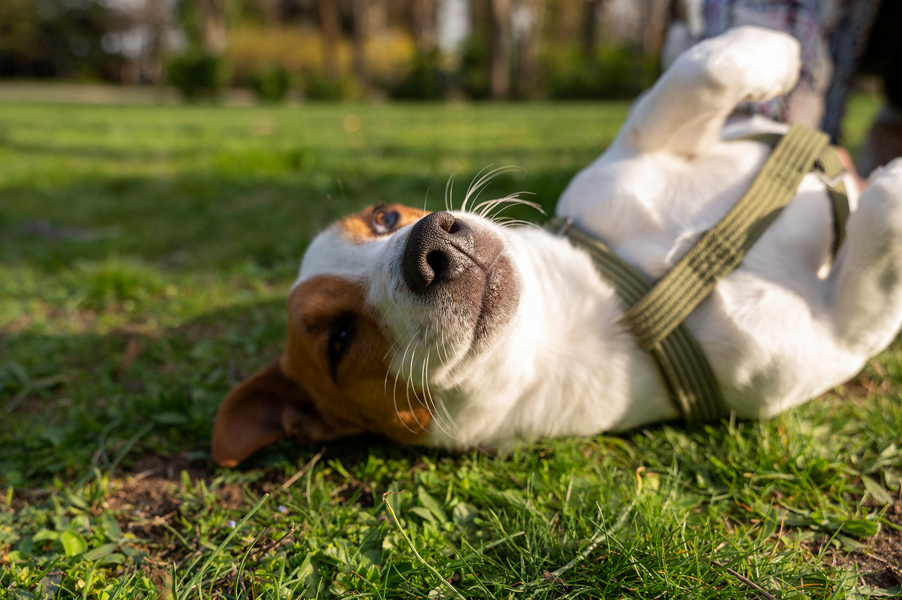 Venerdì 6 dicembre al Parco Matteotti microchip per cani gratuito e senza prenotazione 